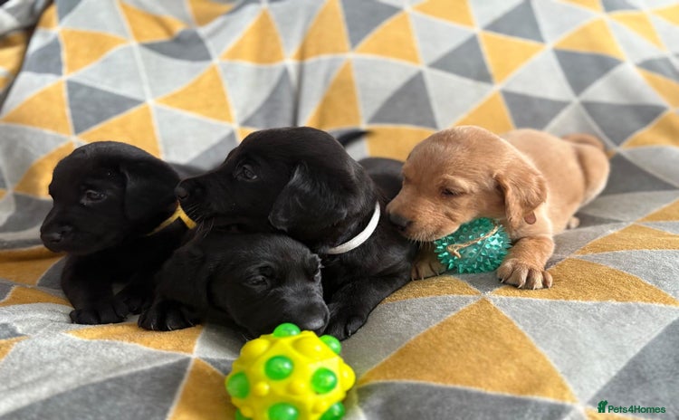Labrador Retriever dogs - Advert 12
