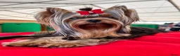 Yorkshire Terrier dogs for sale: Top Quality KC Reg Yorkshire Terrier Puppies - Advert 16