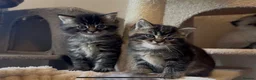 Persian cats for sale: Persian-Ragdoll Kittens - Affectionate and Fluffy - Advert 37
