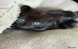 Mixed Breed cats for sale: black beautiful kittens  - Image 8