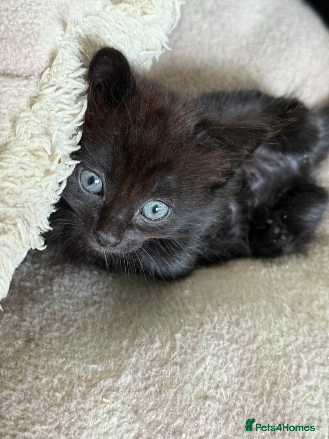 Mixed Breed cats for sale: black beautiful kittens  - Image 8