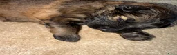 German Shepherd dogs for sale: German Shepherd Puppies 🐾 - Advert 13