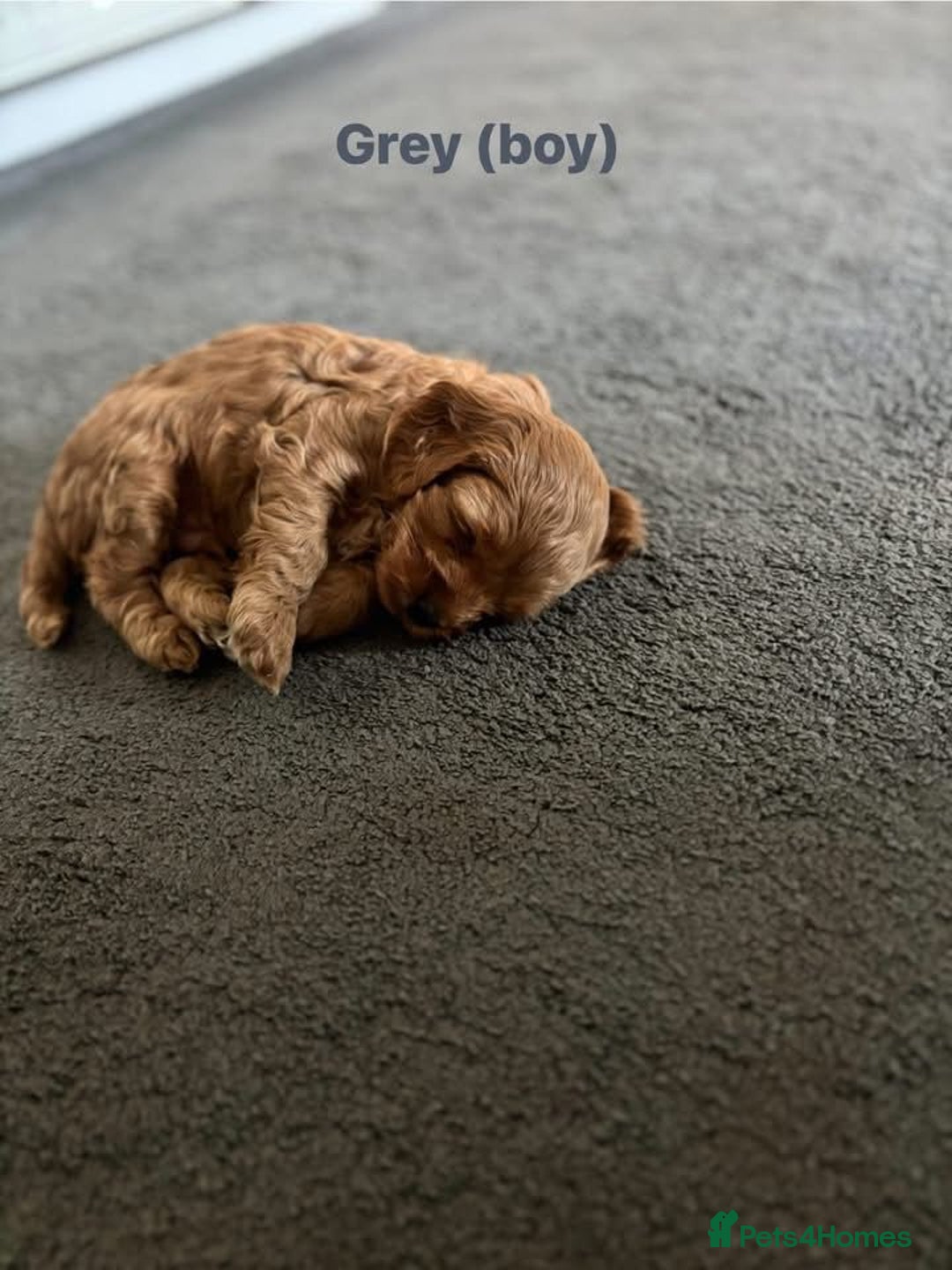 Cockapoo dogs for sale: Beautiful cockapoo puppies  - Advert 4