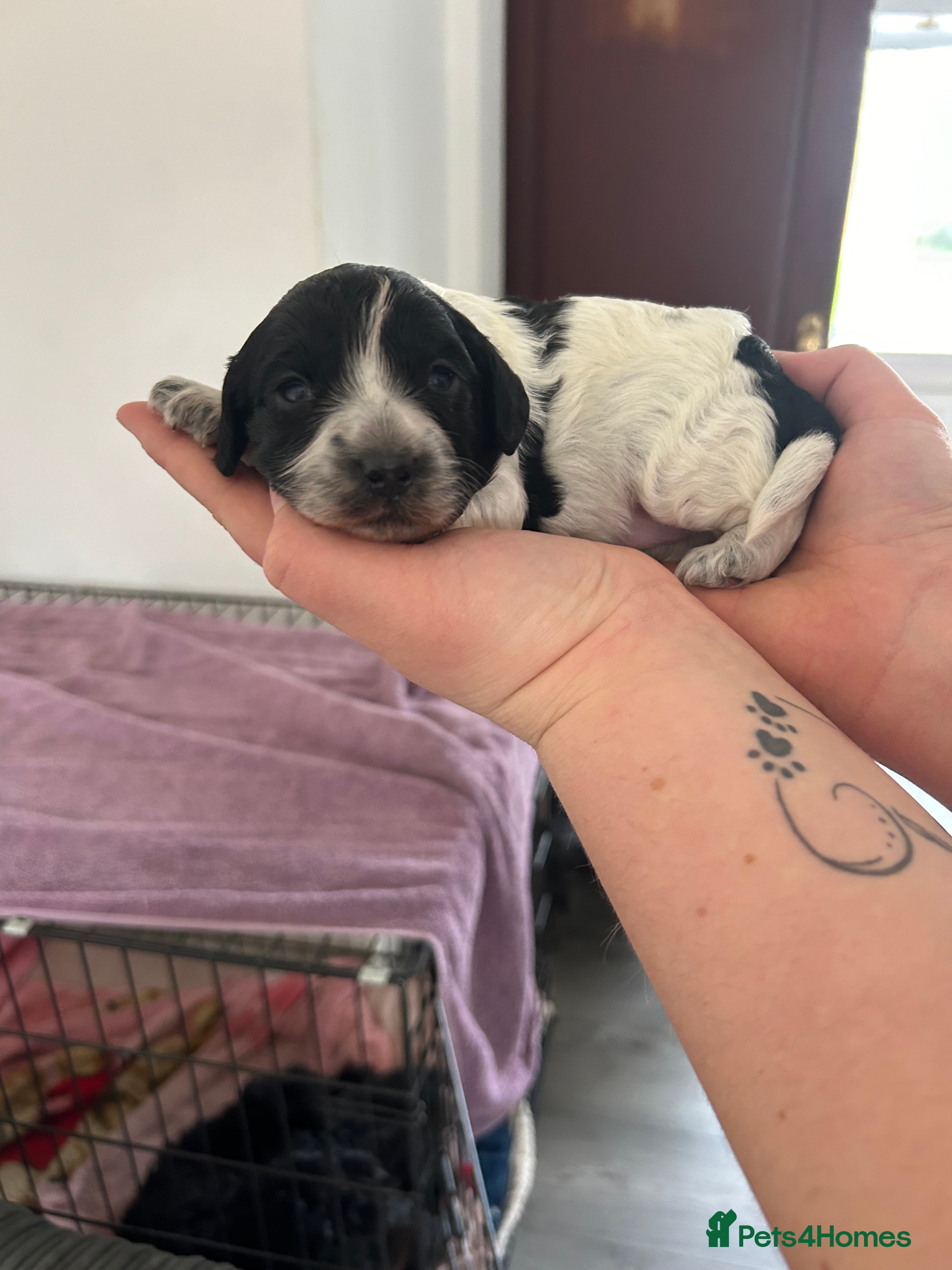 Mixed Breed dogs Cockalier-poo - Advert 5