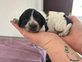 Mixed Breed dogs Cockalier-poo - Advert 5