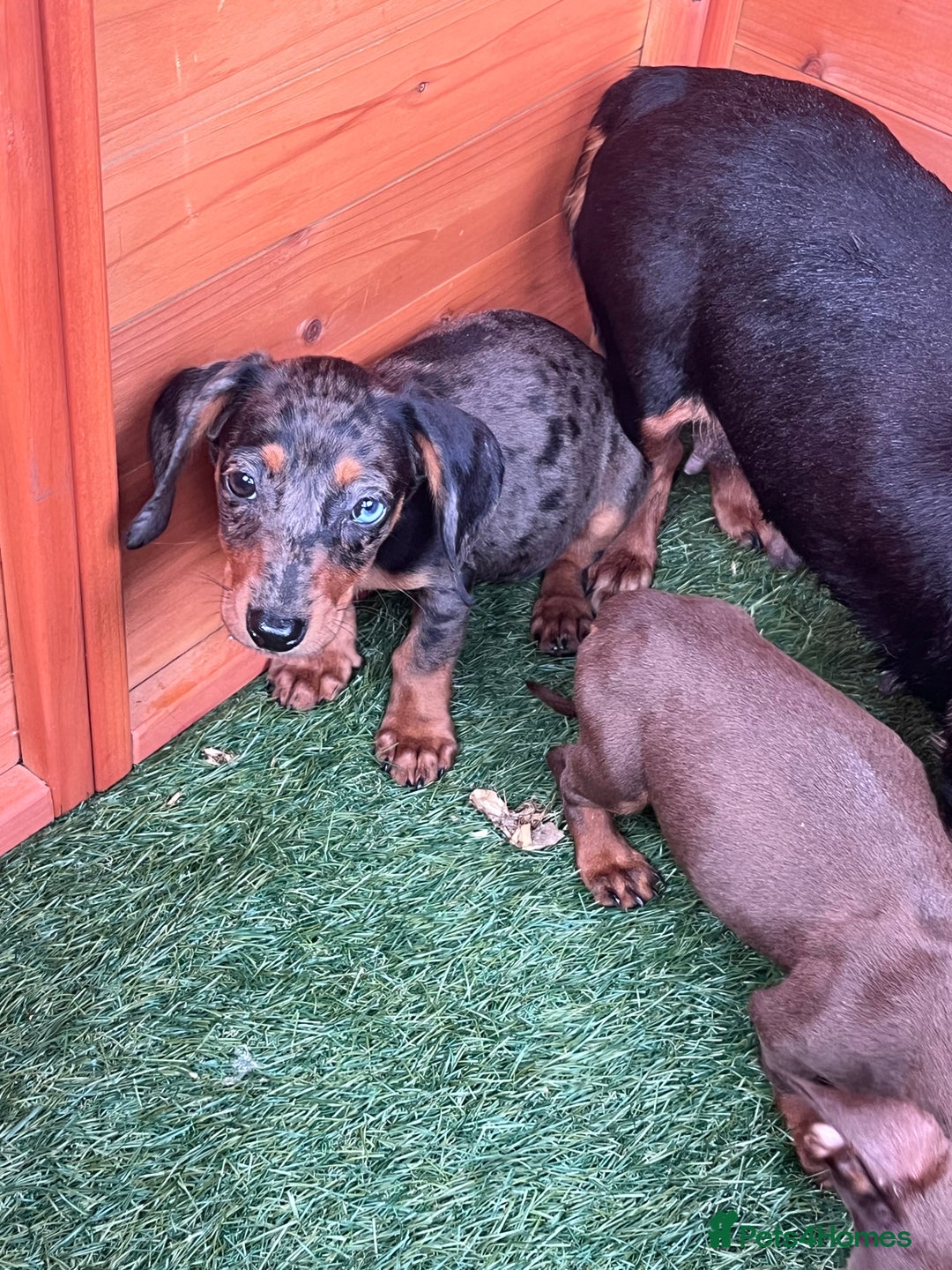 Dachshund dogs for sale: Standard Dachshund Puppies - Image 2