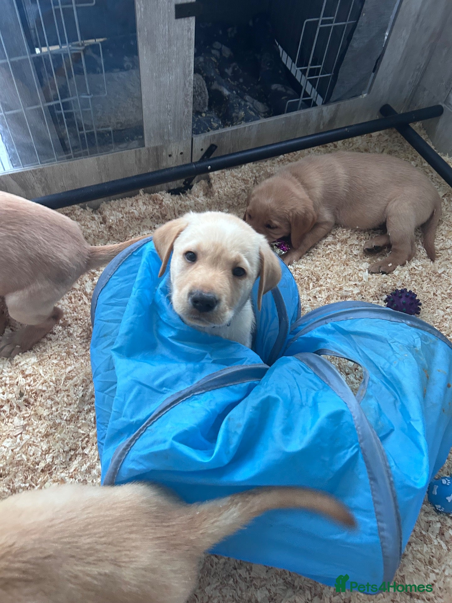 Labrador Retriever dogs for sale: Available Now, Chipped & Immunised 2 Boys left - Advert 6