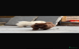 Pomeranian dogs for sale: Beautiful teddy bear chocolate boy  - Image 3
