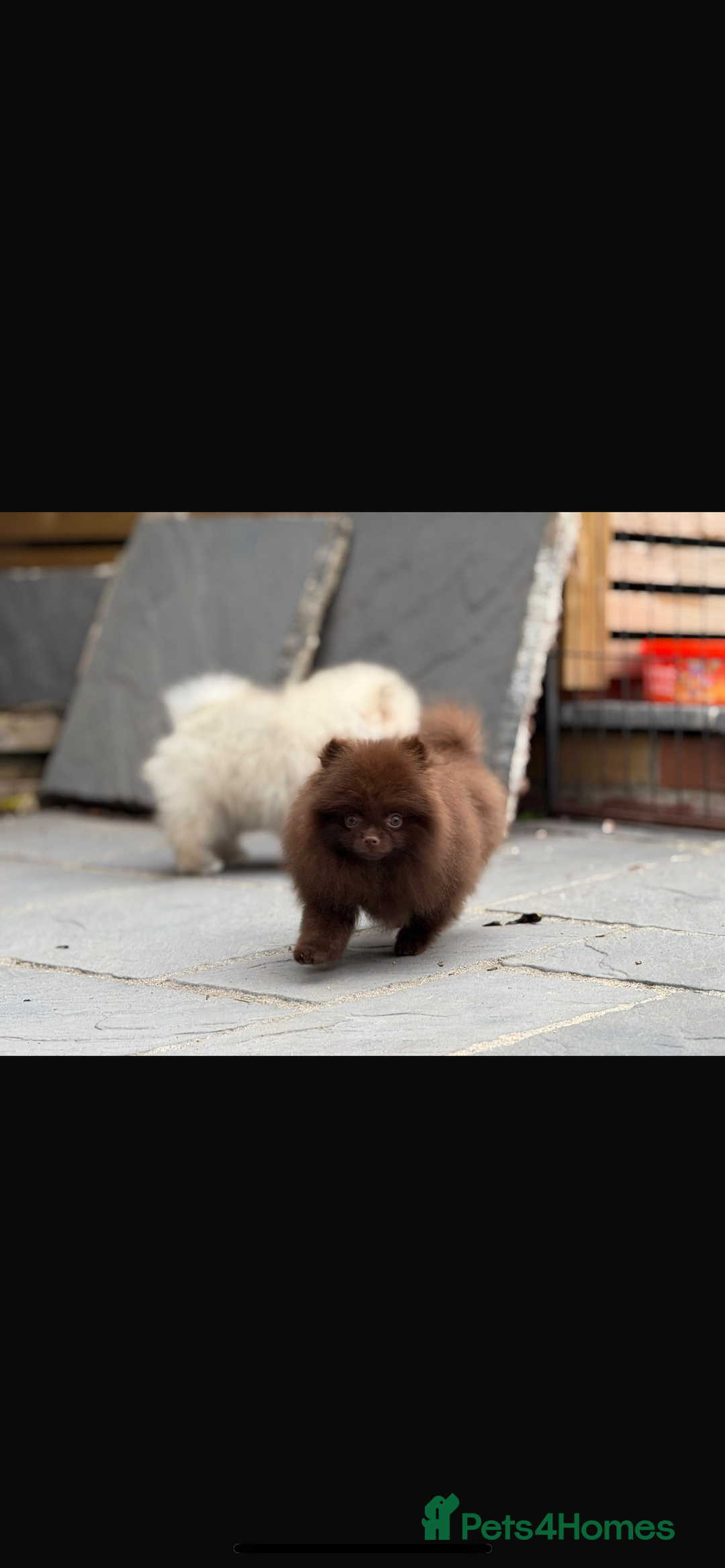 Pomeranian dogs for sale: Beautiful teddy bear chocolate boy  - Image 3