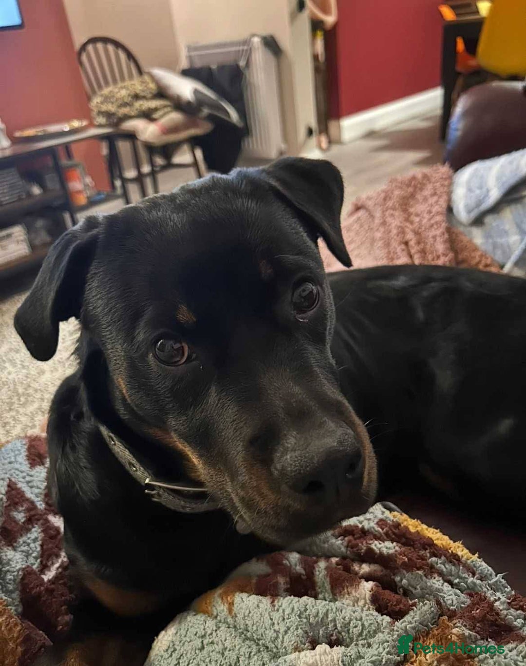 Mixed Breed dogs for adoption: Meet Nova, currently residing in Liverpool  - Advert 5