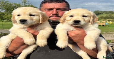 Golden Retriever dogs - Advert 9