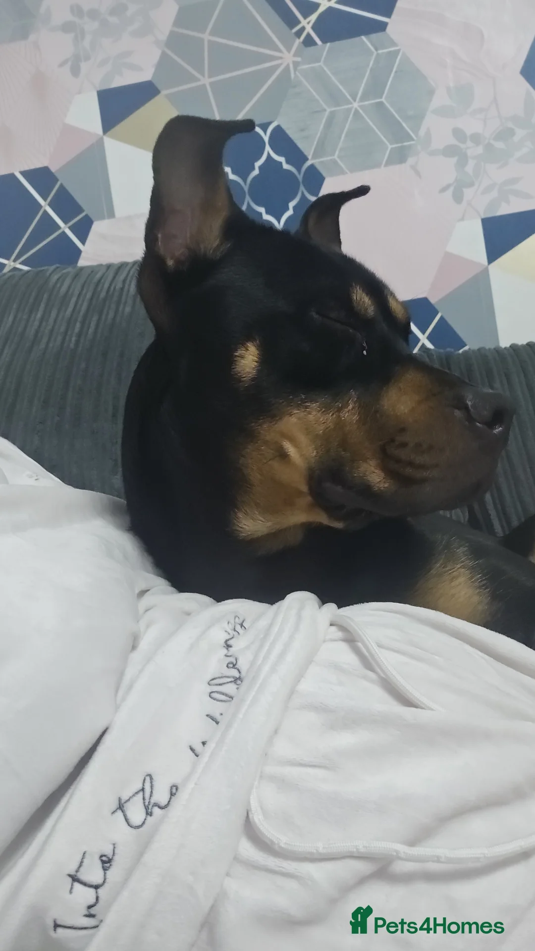 Mixed Breed dogs for sale: Rottie cross female - Advert 1