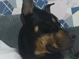 Mixed Breed dogs Rottie cross female - Advert 14