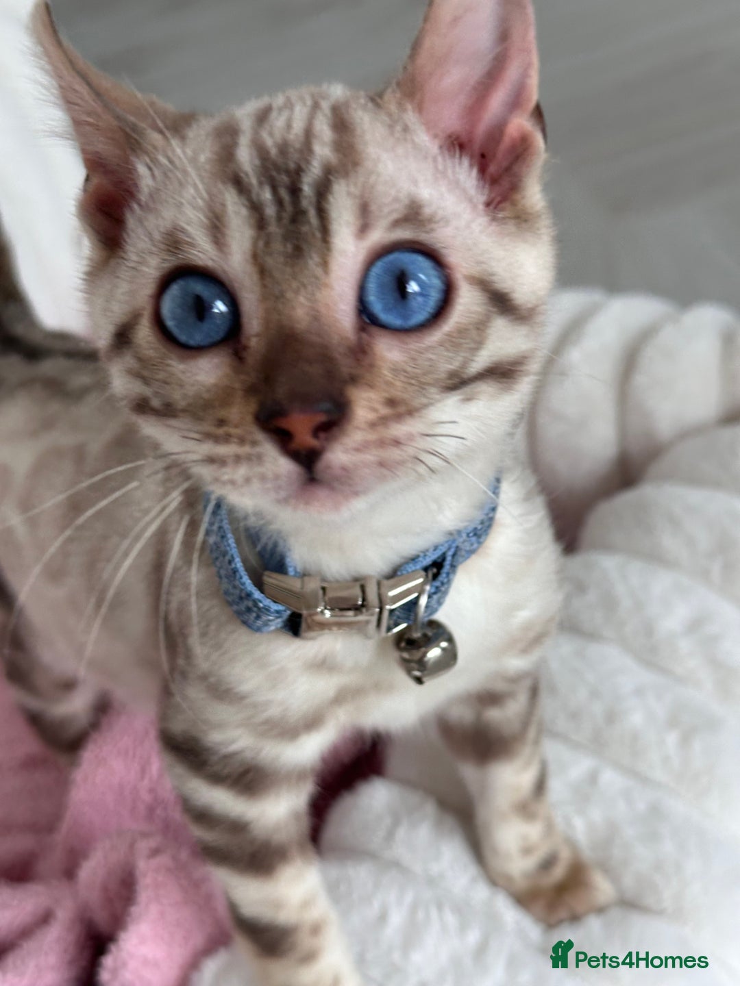 Bengal cats for sale: Snow lynx bengal  - Advert 10