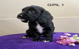 Sprocker dogs for sale: My sweet peas SPECIAL indeed x - Image 24