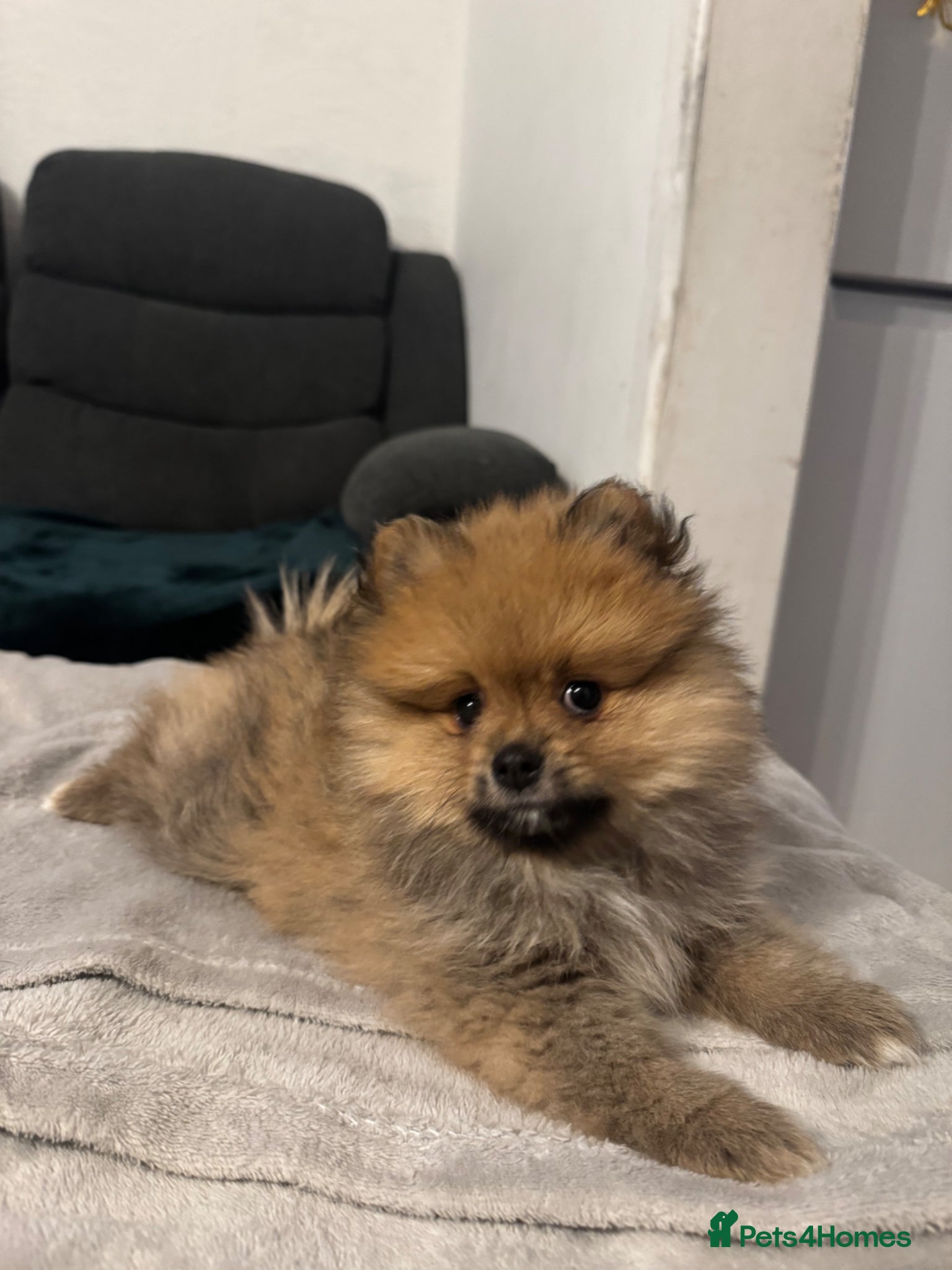 Pomeranian dogs for sale: ⭐️teddy bear Pomeranian ⭐️ - Advert 9
