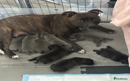Staffordshire Bull Terrier dogs for sale: 🩷🩷🩷🩵Beautiful blue brindle Staffy pups🩷🩷🩷🩵 - Image 7