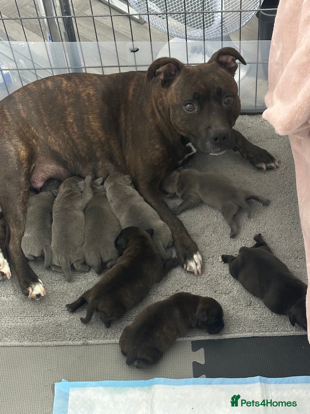 Staffordshire Bull Terrier dogs for sale: 🩷🩷🩷🩵Beautiful blue brindle Staffy pups🩷🩷🩷🩵 - Image 7