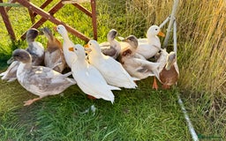 Ducks poultry for sale: Call Ducks - Image 2