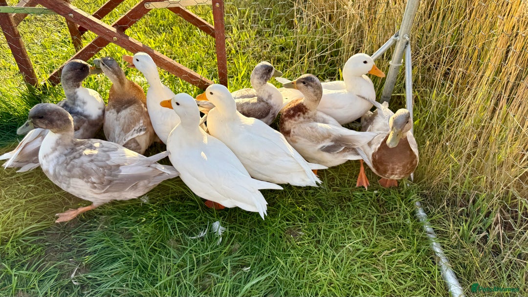 Ducks poultry for sale: Call Ducks - Image 2