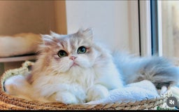 British Shorthair cats for sale: TICA REGISTERED CHAMPION LINES HUGE KITTEN 4 SALE! - Image 17