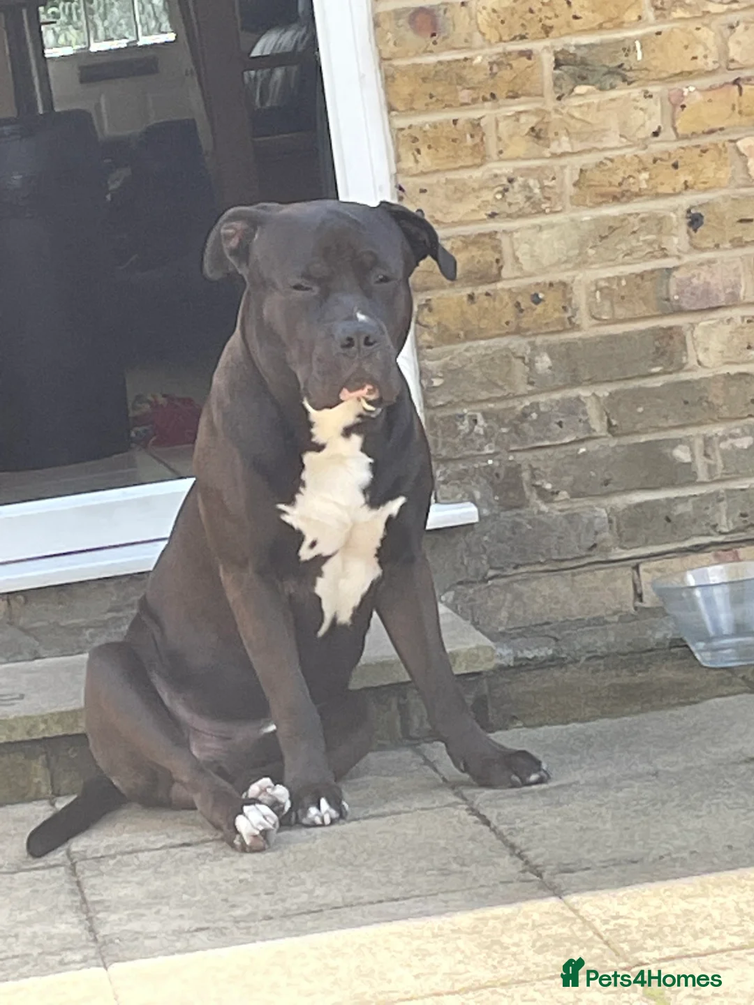 Mixed Breed dogs for stud: Looking for a female dog - Advert 5