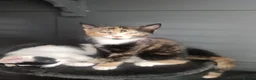 Mixed Breed cats for sale: 5 Beautiful Kittens for sale  - Advert 13
