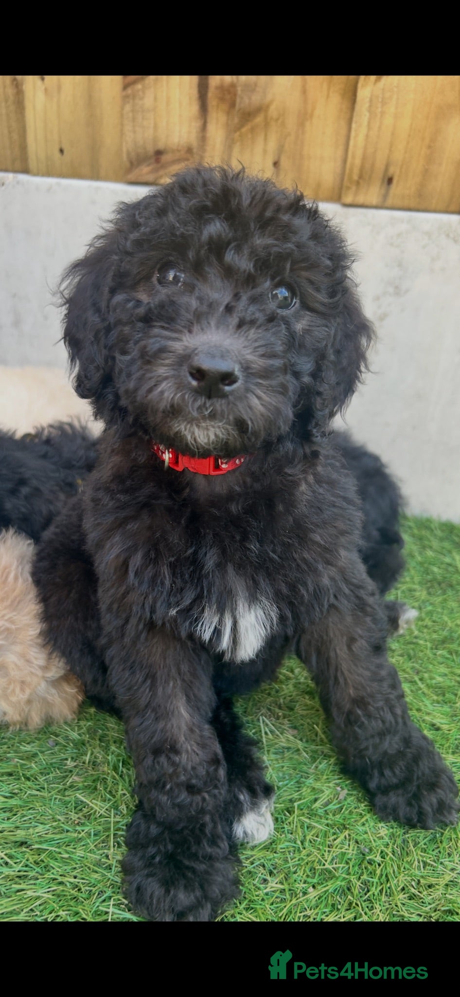 Labradoodle dogs Ready now rare silver f1bb standard labradoodles  - Advert 1