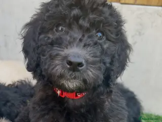 Labradoodle dogs Ready now rare silver f1bb standard labradoodles - Advert 1