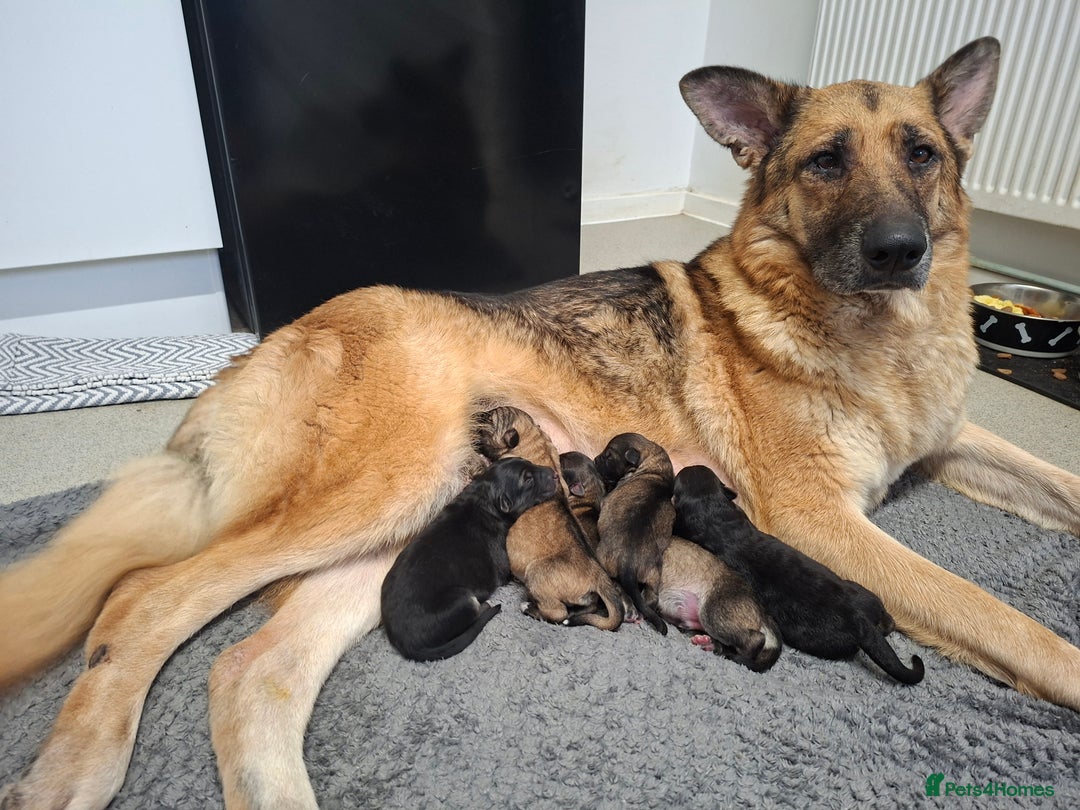 German Shepherd dogs for sale: German shepherd pups 🐶  - Image 7
