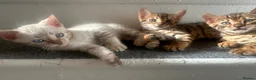 Bengal cats for sale: 3 pure bengals boys available  - Advert 10