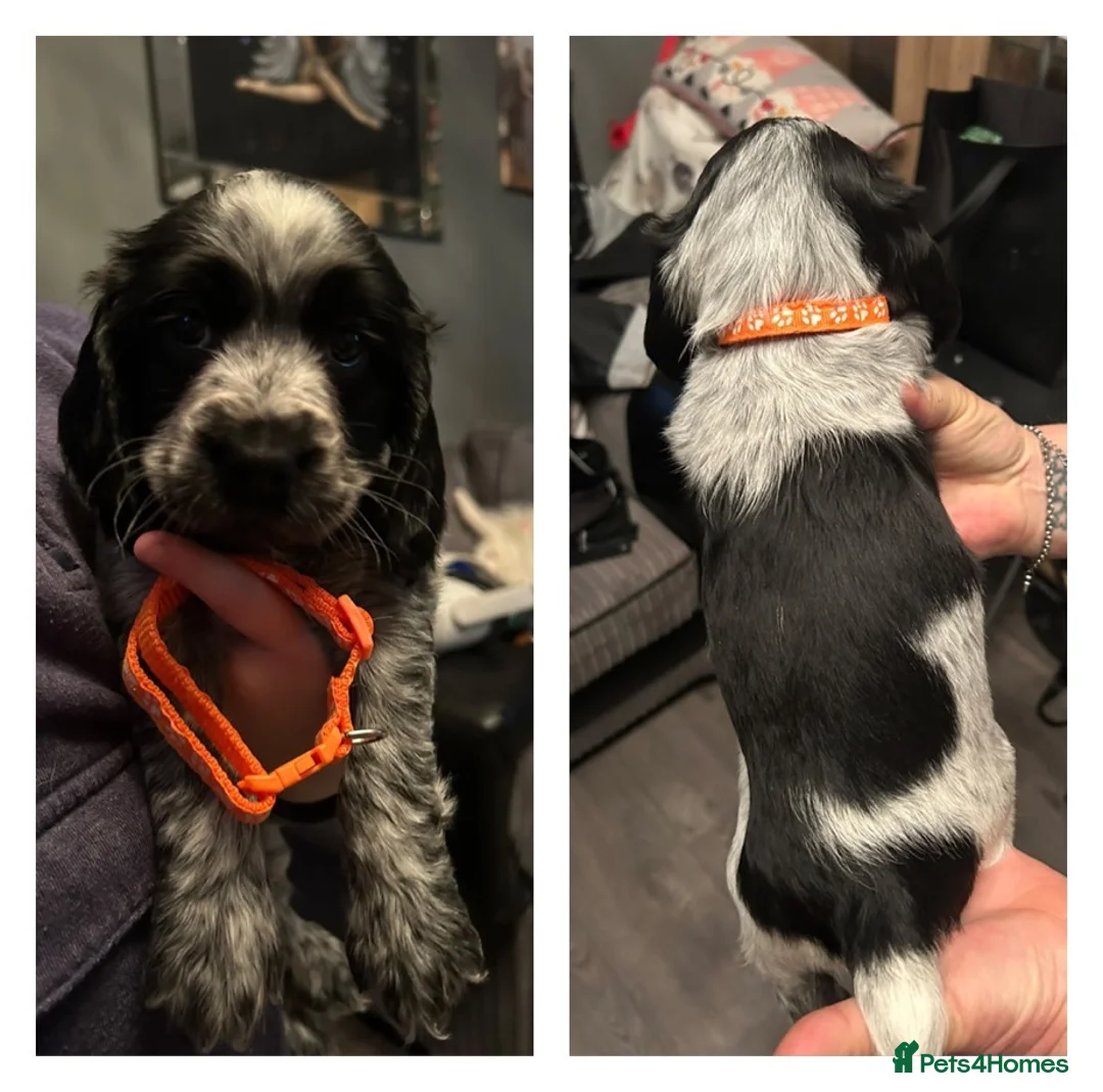 Cocker Spaniel dogs for sale: Blue roan cocker spaniels  - Advert 2