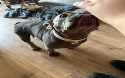 French Bulldog dogs for sale: Looking to Rehome My 2 French Bulldogs - Image 7