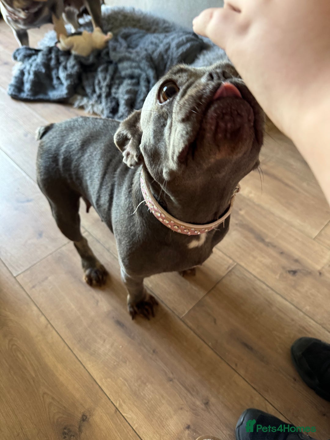 French Bulldog dogs for sale: Looking to Rehome My 2 French Bulldogs - Image 7