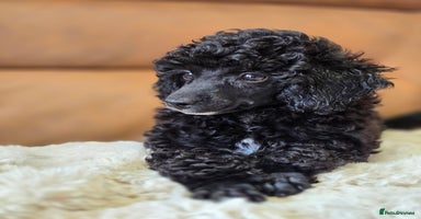 Toy Poodle dogs - Advert 3