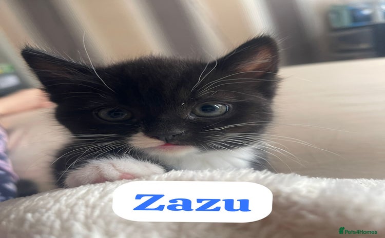 Mixed Breed cats - Advert 4