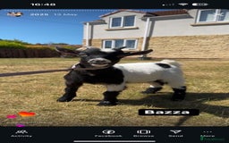 Goats livestock for sale: X2 male and female goats  - Image 2