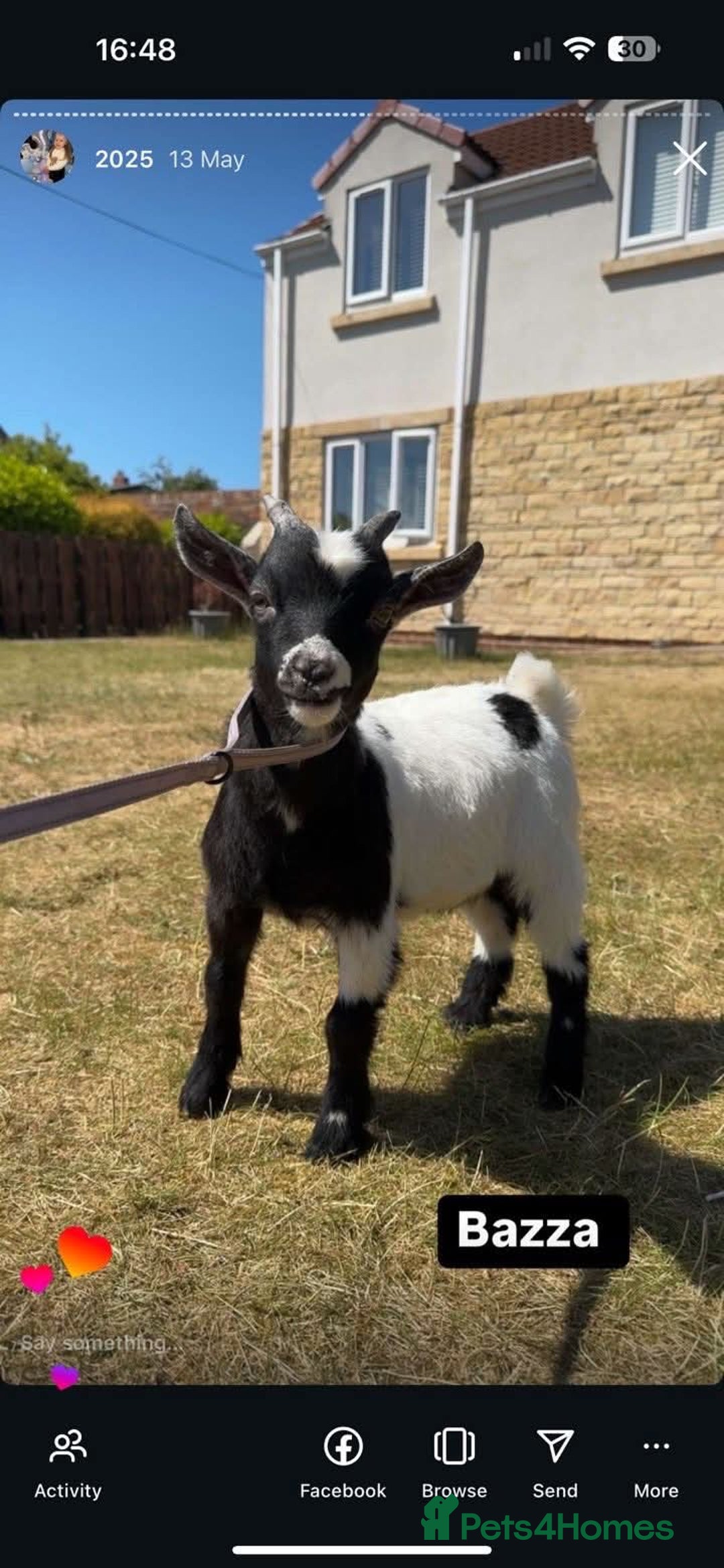 Goats livestock for sale: X2 male and female goats  - Image 2