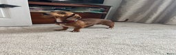 Miniature Dachshund dogs for sale: Tiny dachshund  - Advert 1
