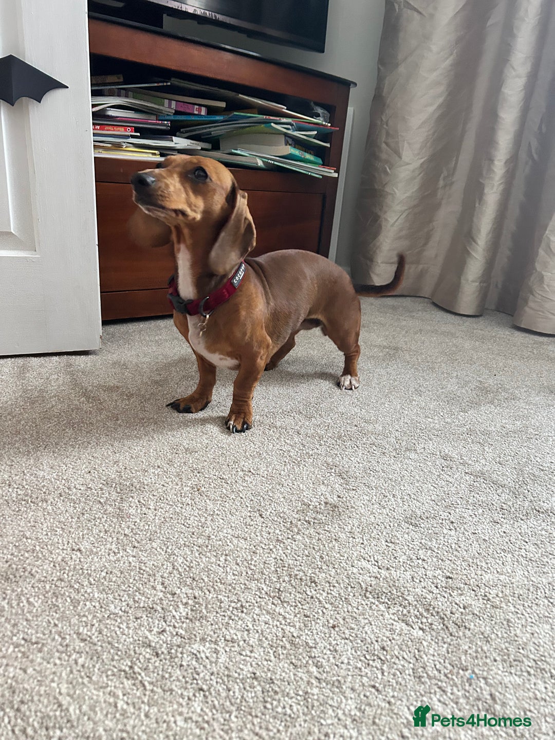 Miniature Dachshund dogs for sale: Tiny dachshund  - Advert 1