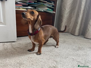 Miniature Dachshund dogs Tiny dachshund - Advert 4