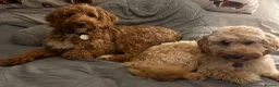 Cockapoo dogs for sale: Adorable Cockapoos *ready 14th Aug* - Advert 9