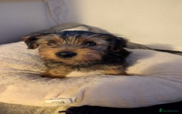 Yorkshire Terrier dogs for sale: 2 beautiful male Yorkshire terrier puppies  - Image 11