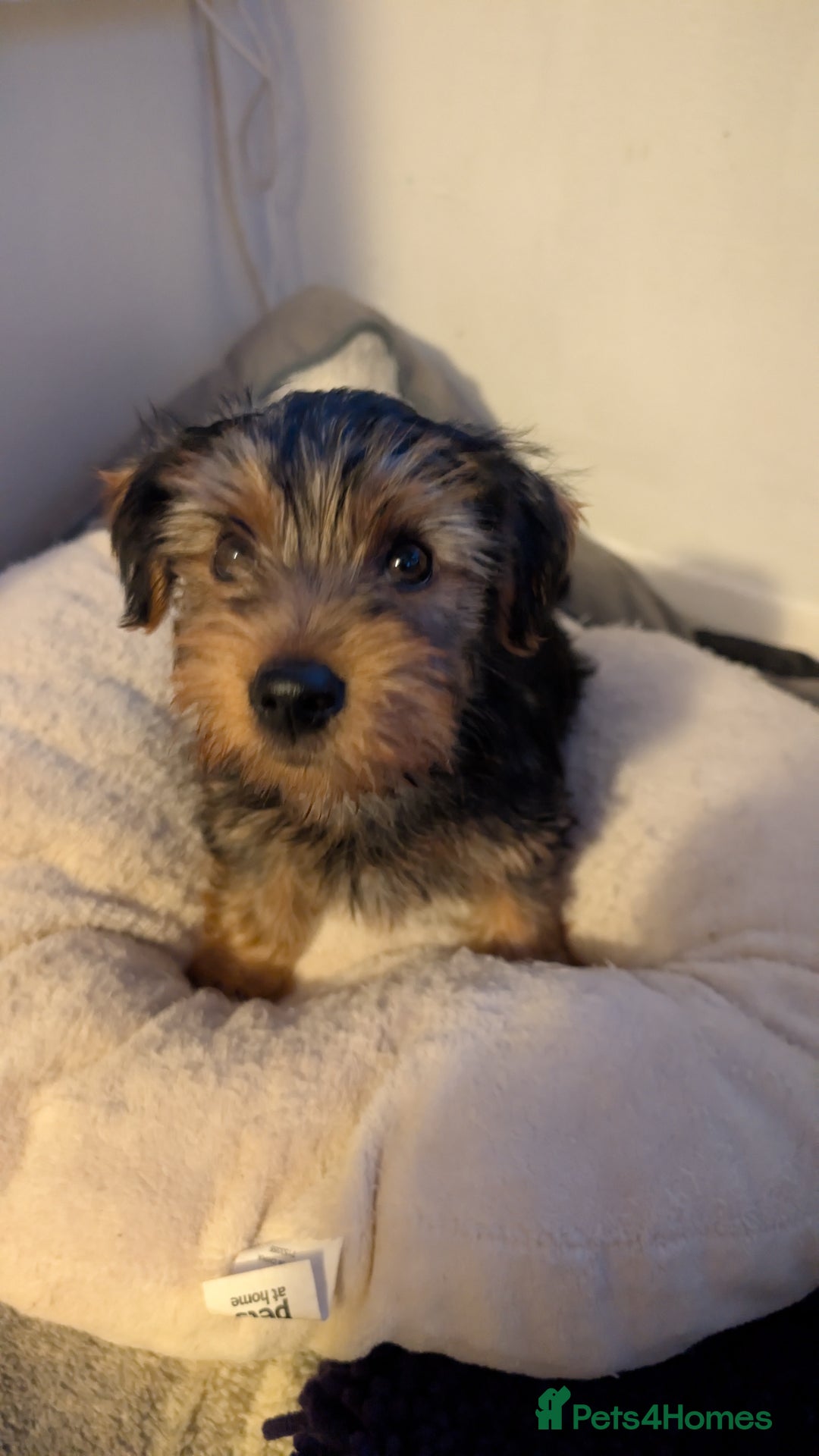 Yorkshire Terrier dogs for sale: 2 beautiful male Yorkshire terrier puppies  - Image 11
