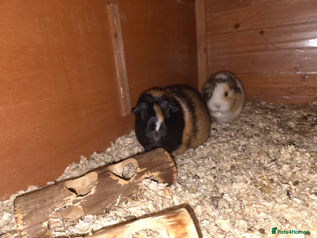 Guinea Pig rodents for sale: 2 males 2 females  - Advert 10