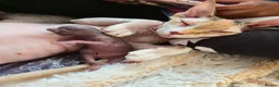 Sphynx cats for sale: Spectacular Sphynx kittens TICA & GCCF  DBE - Advert 18