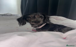 Miniature Dachshund dogs for sale: Long haired silver dapple female  - Image 5
