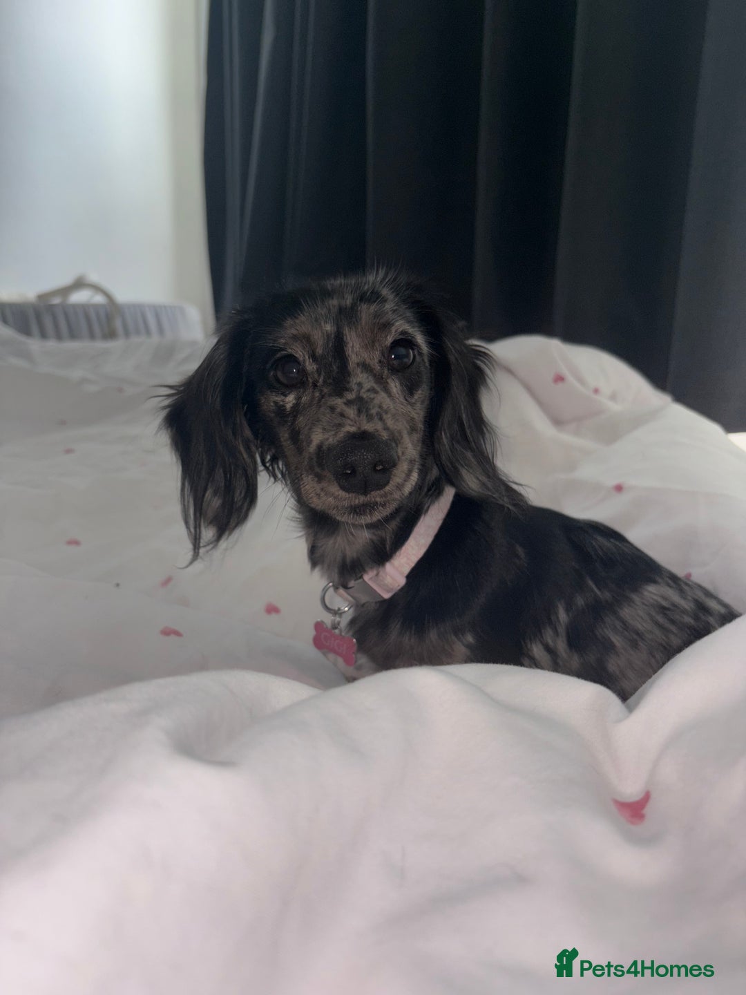 Miniature Dachshund dogs for sale: Long haired silver dapple female  - Image 5