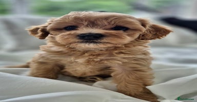Cavapoochon dogs - Advert 3