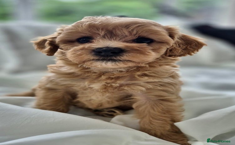 Cavapoochon dogs - Advert 1